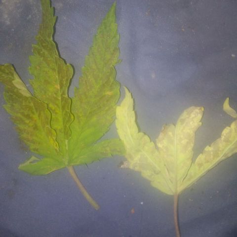 Banana Hollands Purple Kush Hermi x 2+1ptite growlog photo:  Elle pocd