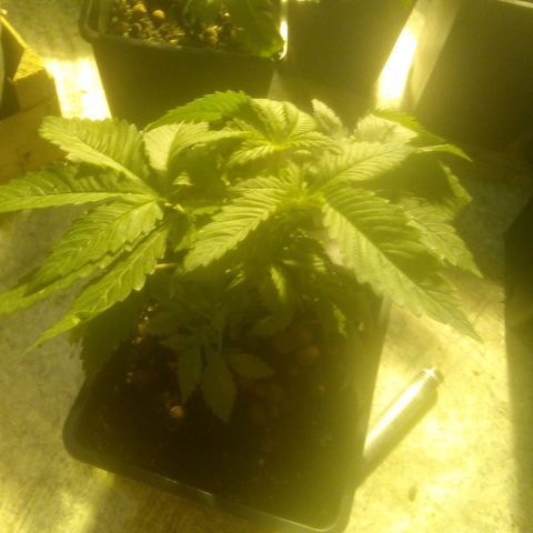 Banana Hollands Purple Kush Hermi x 2+1ptite growlog photo:  Elle pocd