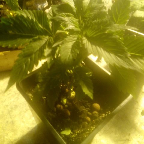 Banana Hollands Purple Kush Hermi x 2+1ptite growlog photo:  Elle pocd