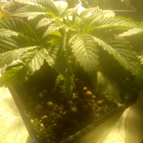 Banana Hollands Purple Kush Hermi x 2+1ptite growlog photo:  Elle pocd