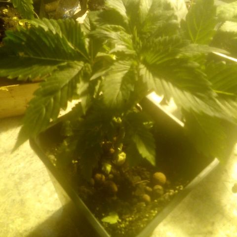 Banana Hollands Purple Kush Hermi x 2+1ptite growlog photo:  Elle pocd
