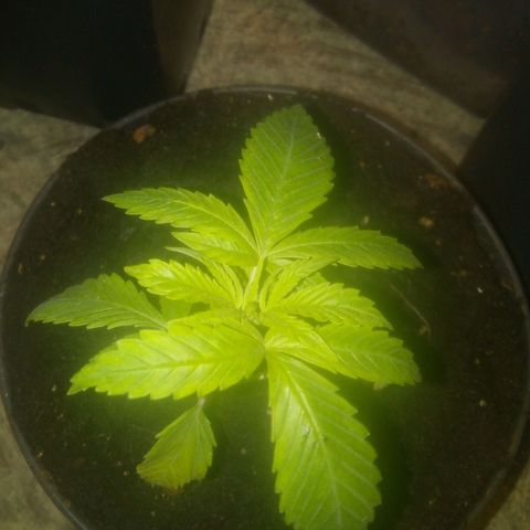 Banana Hollands Purple Kush Hermi x 2+1ptite growlog timeline photo