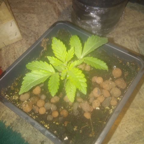 Banana Hollands Purple Kush Hermi x 2+1ptite growlog timeline photo