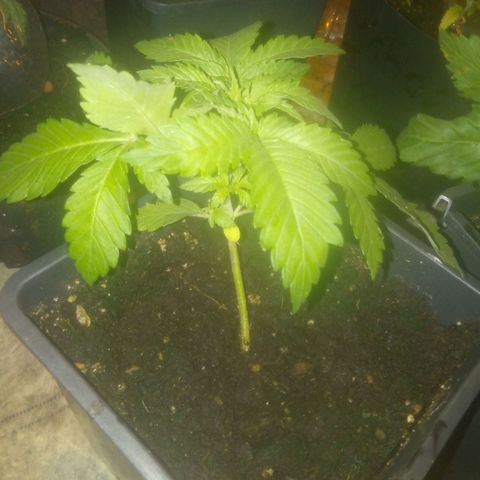 Banana Hollands Purple Kush Hermi x 2+1ptite growlog timeline photo