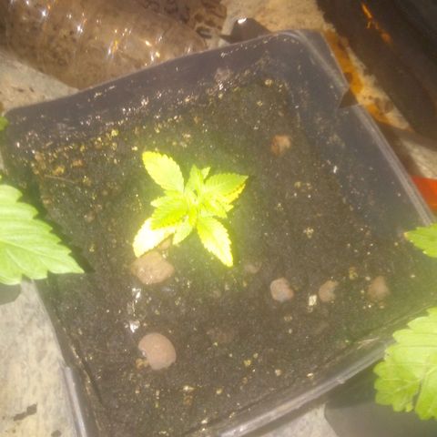 Banana Hollands Purple Kush Hermi x 2+1ptite growlog timeline photo