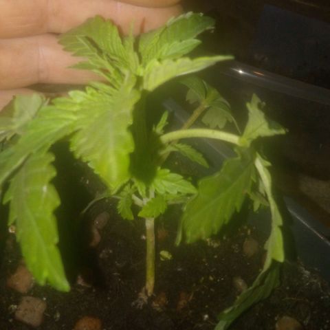 Banana Hollands Purple Kush Hermi x 2+1ptite growlog timeline photo