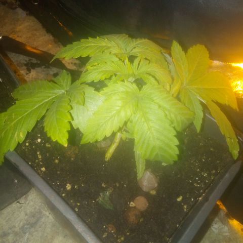 Banana Hollands Purple Kush Hermi x 2+1ptite growlog timeline photo