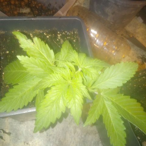 Banana Hollands Purple Kush Hermi x 2+1ptite growlog timeline photo