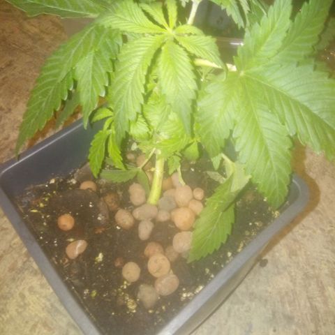 Banana Hollands Purple Kush Hermi x 2+1ptite growlog timeline photo