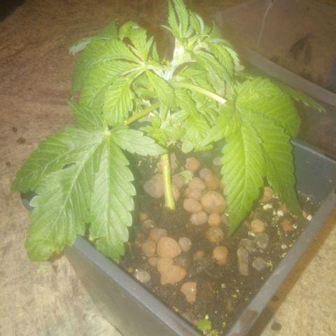 Banana Hollands Purple Kush Hermi x 2+1ptite growlog timeline photo