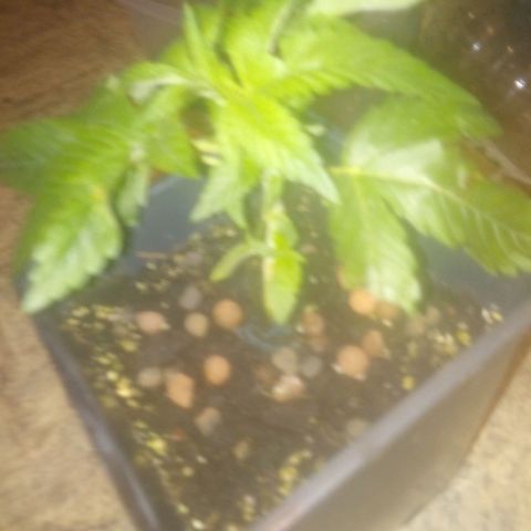 Banana Hollands Purple Kush Hermi x 2+1ptite growlog timeline photo