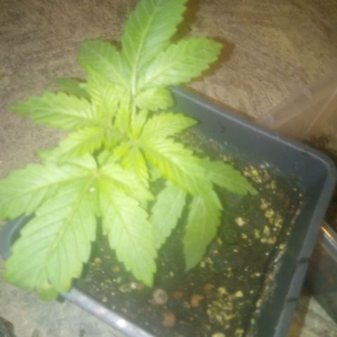 Banana Hollands Purple Kush Hermi x 2+1ptite growlog timeline photo