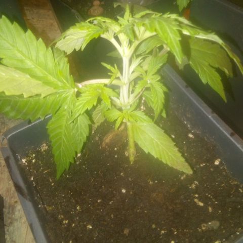 Banana Hollands Purple Kush Hermi x 2+1ptite growlog timeline photo