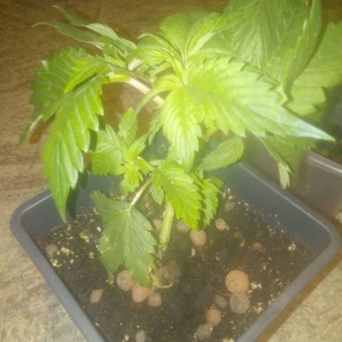 Banana Hollands Purple Kush Hermi x 2+1ptite growlog timeline photo