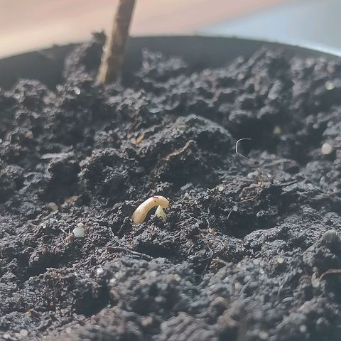 Royal AK Automatic  growlog timeline photo