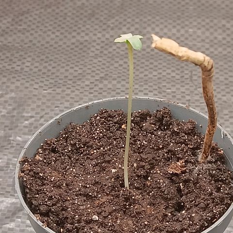 Royal AK Automatic  growlog photo: Pflanze spargelt, Licht näher gestellt 