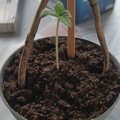 Royal AK Automatic  growlog timeline photo