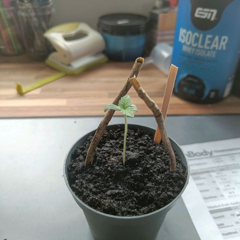 Royal AK Automatic  growlog timeline photo