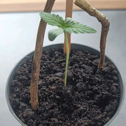 Royal AK Automatic  growlog timeline photo