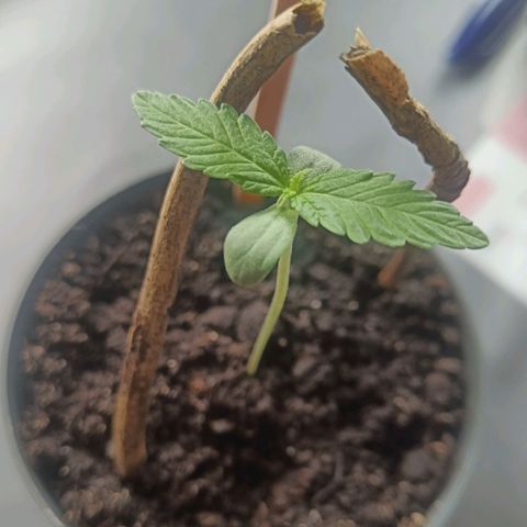 Royal AK Automatic  growlog timeline photo