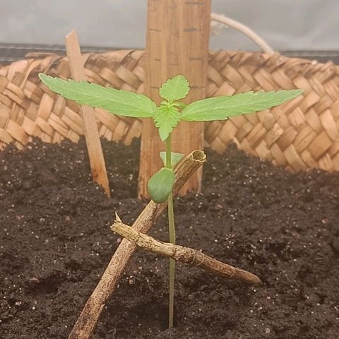 Royal AK Automatic  growlog timeline photo