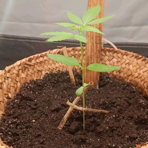 Royal AK Automatic  growlog timeline photo