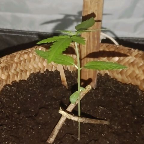 Royal AK Automatic  growlog timeline photo