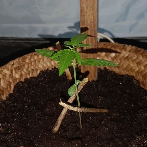 Royal AK Automatic  growlog timeline photo