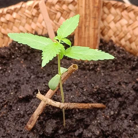Royal AK Automatic  growlog timeline photo