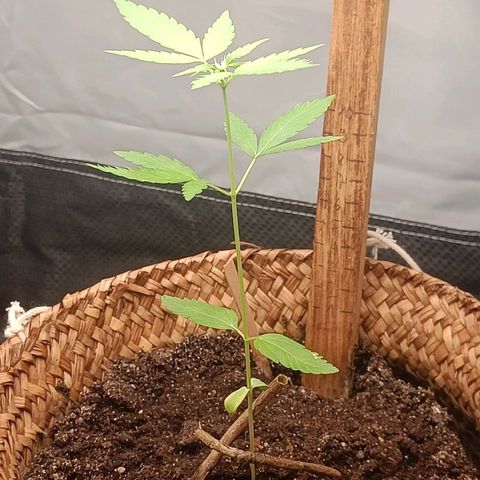 Royal AK Automatic  growlog timeline photo