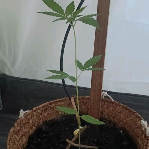 Royal AK Automatic  growlog timeline photo