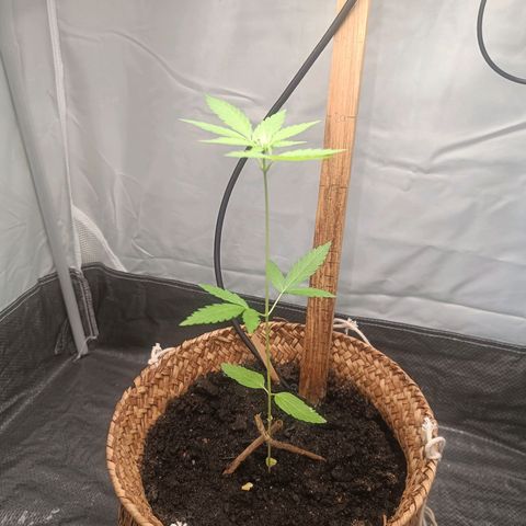 Royal AK Automatic  growlog timeline photo