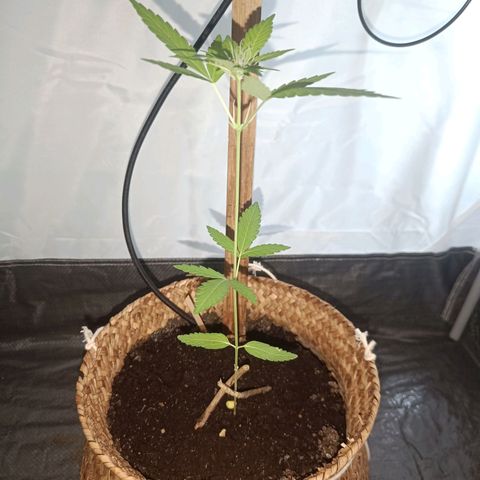 Royal AK Automatic  growlog timeline photo