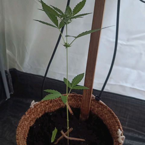 Royal AK Automatic  growlog timeline photo