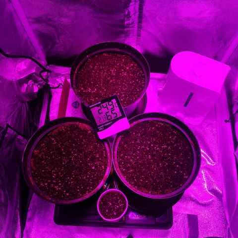 Candy Kush Express growlog timeline photo