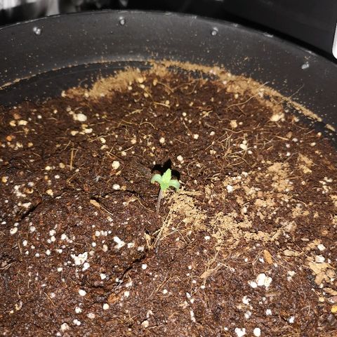 Candy Kush Express growlog timeline photo