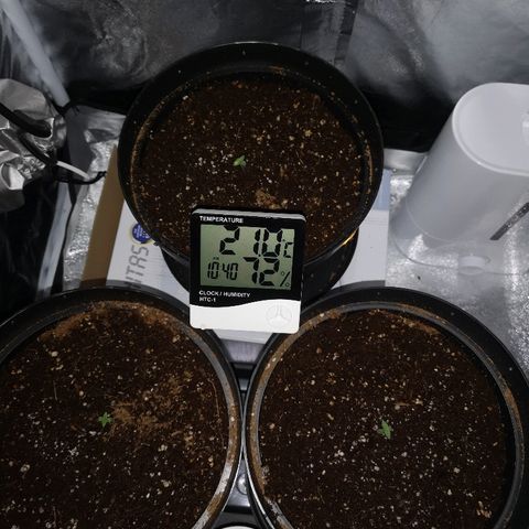Candy Kush Express growlog timeline photo