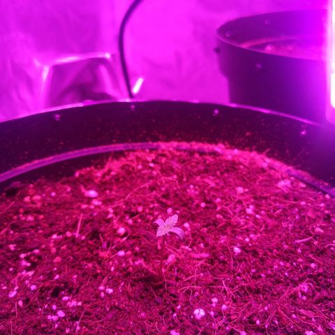 Candy Kush Express growlog photo: Day 6 Candy kush extreme