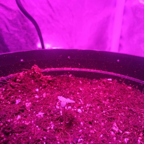 Candy Kush Express growlog timeline photo