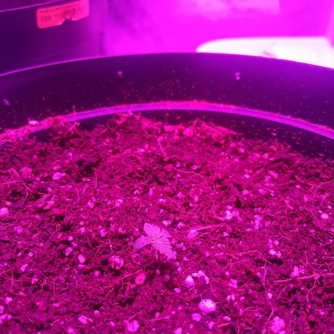 Candy Kush Express growlog timeline photo