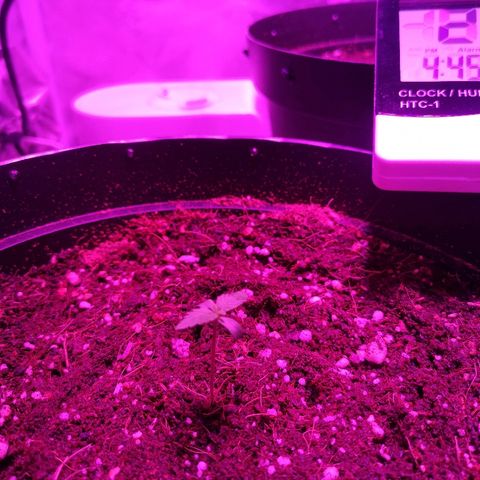 Candy Kush Express growlog timeline photo