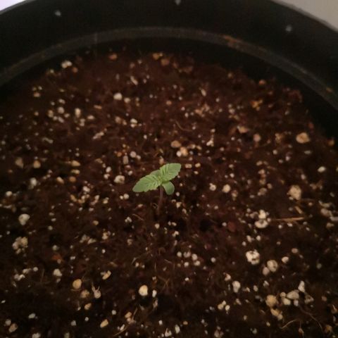 Candy Kush Express growlog timeline photo