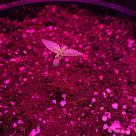 Candy Kush Express growlog photo: Looking so healthy, loving life