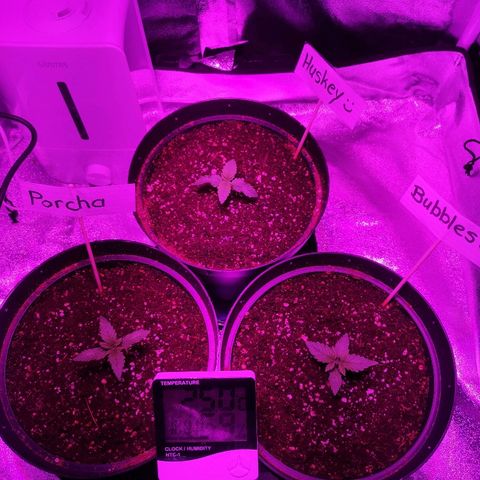 Candy Kush Express growlog photo: Looking Happy and healthy
