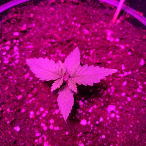 Candy Kush Express growlog photo: Looking Happy and healthy