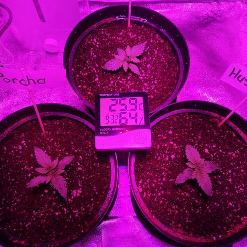 Candy Kush Express growlog photo: So far so good 👌