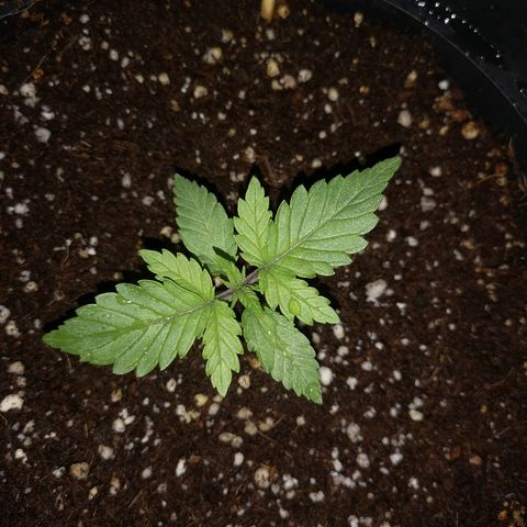 Candy Kush Express growlog photo: So far so good 👌