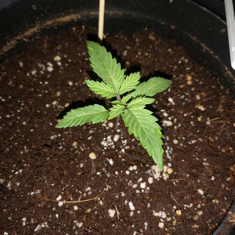 Candy Kush Express growlog photo: So far so good 👌