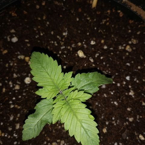 Candy Kush Express growlog photo: So far so good 👌