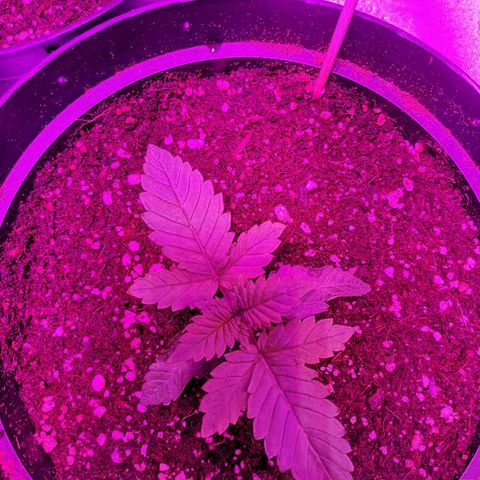 Candy Kush Express growlog photo: Feeding day